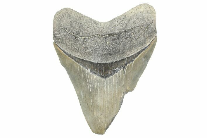 Serrated, Fossil Megalodon Tooth - Georgia #338694